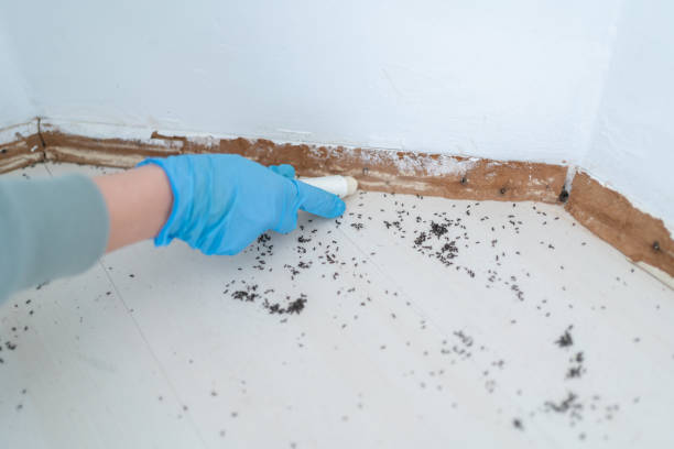 Best Ant Control Services  in Madeira Beach, FL